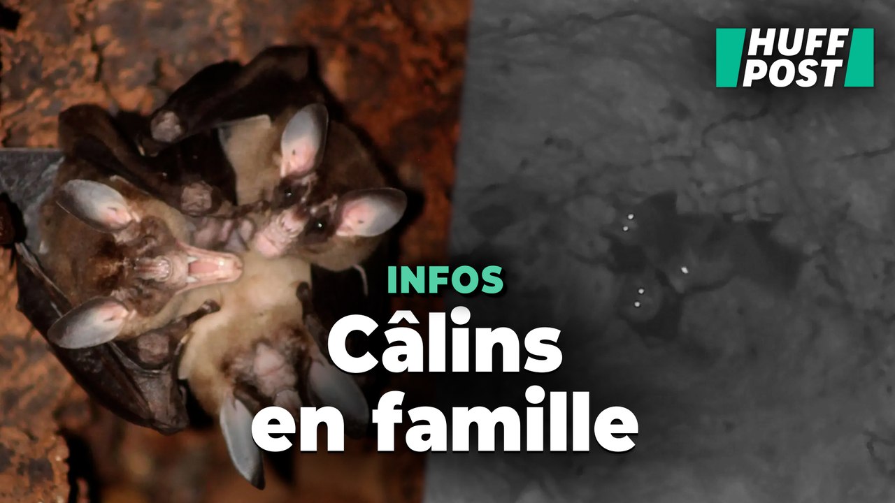 Ces grandes chauves-souris carnivores aiment aussi les câlins, d’après une étude