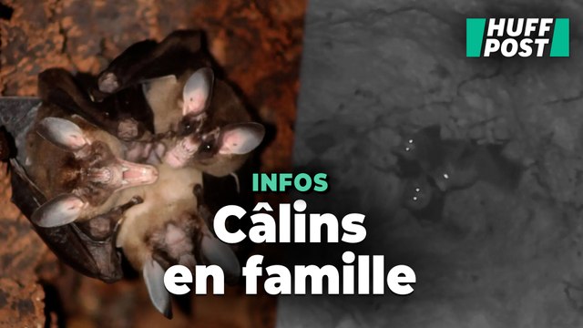 Ces grandes chauves-souris carnivores aiment aussi les câlins, d’après une étude