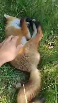 Un renard surpris en pleine sieste... gros dodo