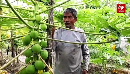 প্রাকৃতিকভাবে পেঁপে চারার ক্রস পলিনেশন, নতুন প্রজাতির গাছে উন্নতমানের ফলন কৃষ্ণচন্দ্রের