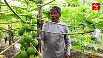 প্রাকৃতিকভাবে পেঁপে চারার ক্রস পলিনেশন, নতুন প্রজাতির গাছে উন্নতমানের ফলন কৃষ্ণচন্দ্রের