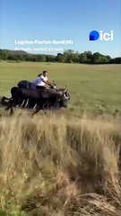 Un taureau en fuite lors d'une abrivado rattrapé depuis.. un quad, dans le Gard