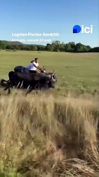 Un taureau en fuite lors d'une abrivado rattrapé depuis.. un quad, dans le Gard