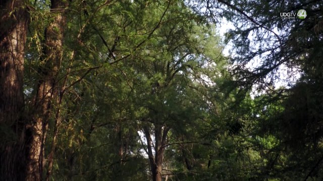 Familia de Ángela Birkenbach acusa al Poder Judicial de frenar procesos por tráfico de influencias
