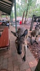 Kangaroo dairies only in Australia 🇦🇺