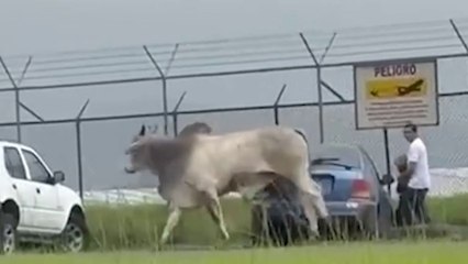 tn7-toro-suelto-sorprendio-y-genero-temor-en-cercanias-de-aeropuesto-de-alajuela-250825