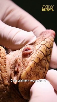 Une petite femelle tatou albinos est née au ZooParc de Beauval, situé dans le Loir-et-Cher, une naissance très rare et une première au moins en Europe