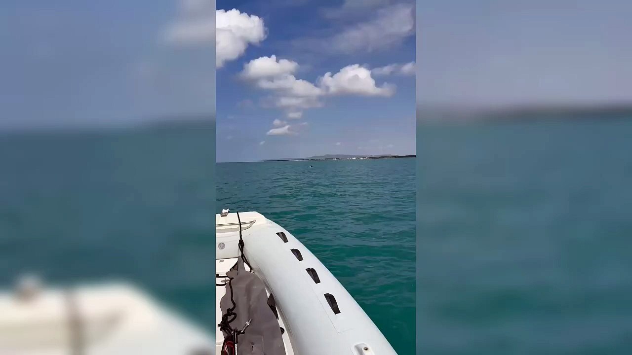 La danza dei delfini nelle acque di Marina di Cecina