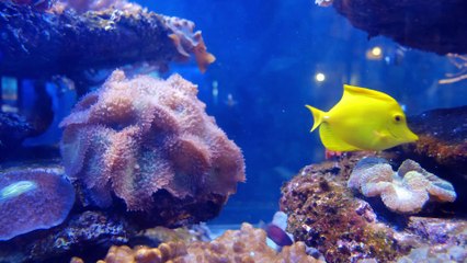 Colorful Marine Fishes Inside An Aquarium
