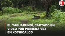 El yaguarundí, captado en video por primera vez en Xochicalco