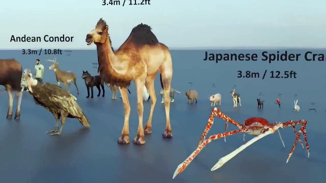 Animal Size Comparison 3d Animation Comparison Real Scale Comparison #Foryou #Animal #AnimalSizeComparison
