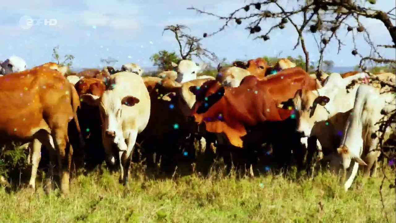 Terra X - Der erste Freund des Menschen