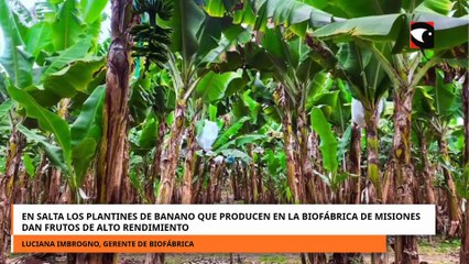 EN SALTA LOS PLANTINES DE BANANO QUE PRODUCEN EN LA BIOFÁBRICA DAN FRUTOS DE ALTO RENDIMIENTO