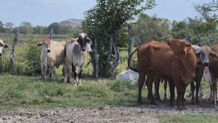 MIDA reitera medidas para frenar casos de rabia paralítica bovina