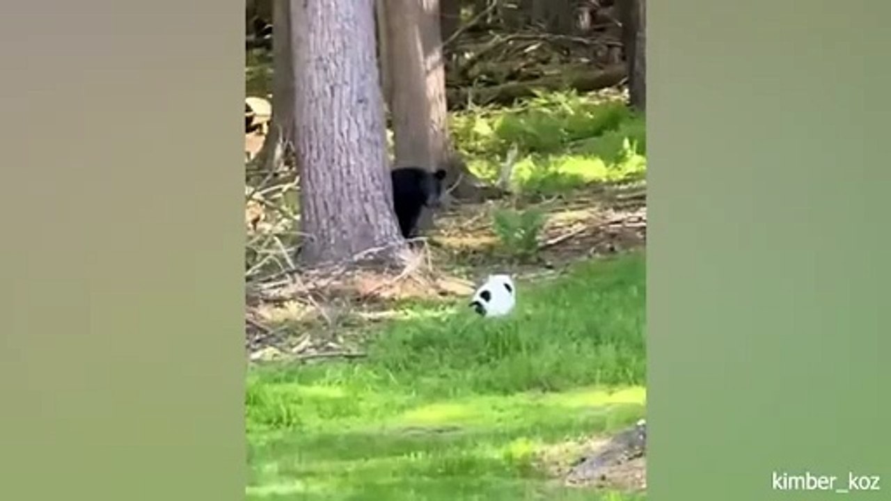 "Hilarious Funny Animals Compilation 🐶🐱🤣 | Cute Pets Fails & Laughing Moments"