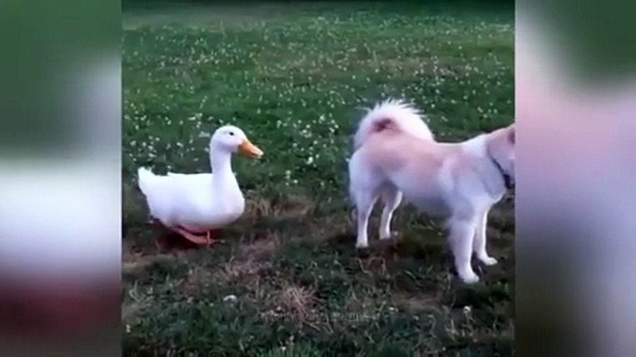 Funny Cat Videos Compilation 2025 🎬