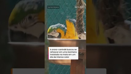 Arara-canindé é flagrada tomando banho no Parque Nacional da Tijuca #shorts