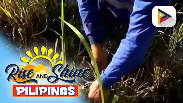 Agri Department, makikipagtulungan sa BOC para tiyaking ang maayos na pagpapatupad ng 60-day rice importation ban sa September | Vel Custodio