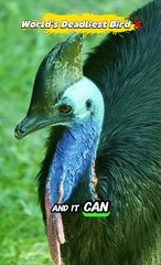 The World’s Deadliest Bird 🦅 That Can Kill Humans!