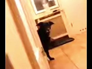Stalker Pro Max