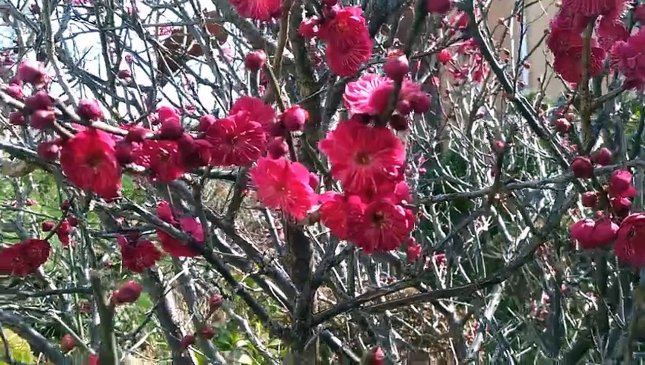 紅梅