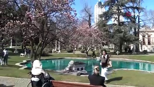 Ihlamur Kasırları, manolya ağaçlarıyla baharı karşıladı!