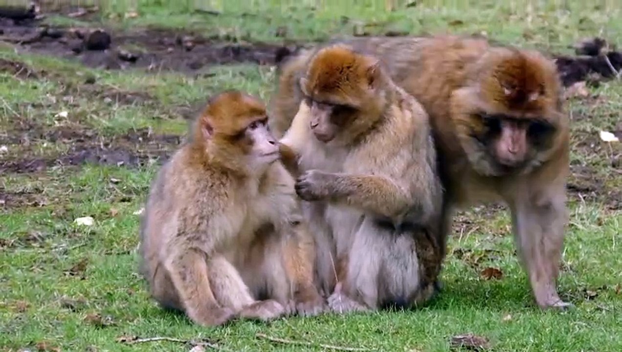 Funny Creatures
