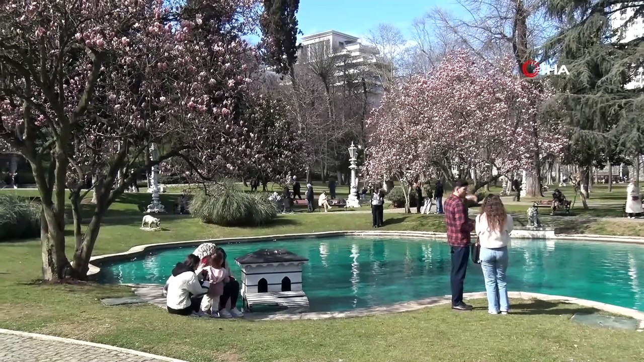 Baharın müjdecisi manolya ağaçları çiçek açtı! İstanbul'un kasırları renklendi