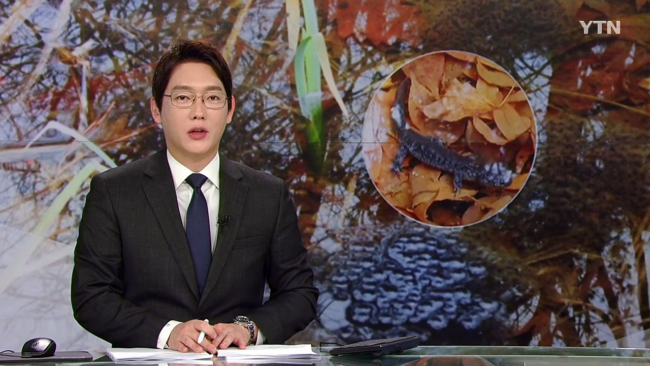 [날씨] '경칩'에 도롱뇽은 산책 중...개구리는 아직 이불 속 / YTN