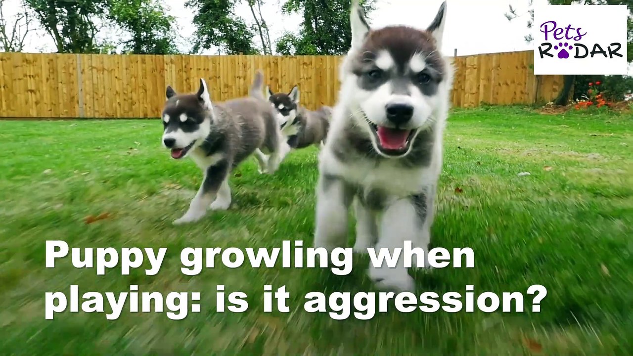 Understanding Your Puppies Body Language