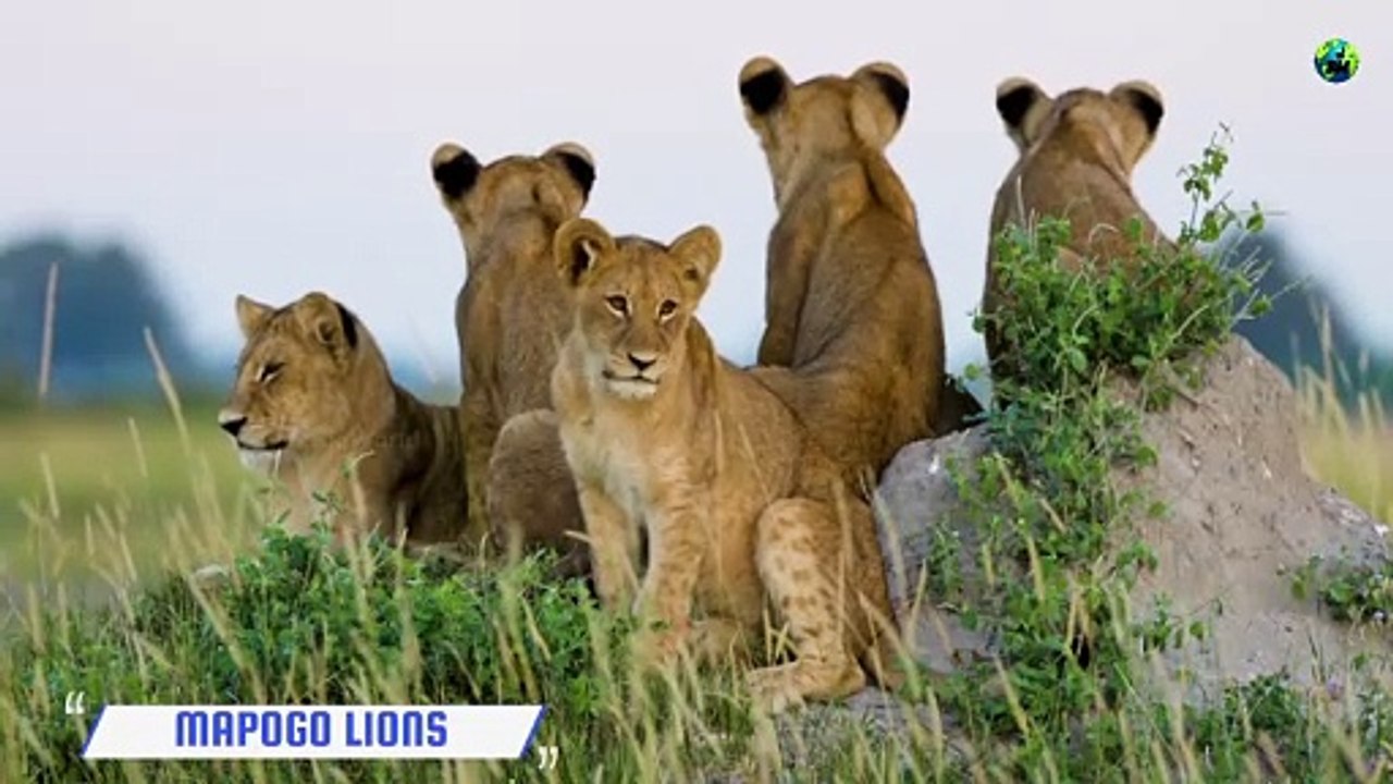 MAPOGO_சிங்கங்களின்_எழுச்சி___Mapogo_lions_coalition___Part-1___Mr.T___Kinky_Tail___Tamil___BioWorld(480p)