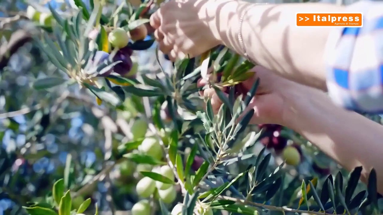 Efsa, sempre più piante colpite da Xylella