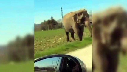 Elefante scappa dal circo e vaga per le strade a Gubbio