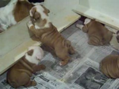 Bullie Pups r Us litter at 5 weekd old. Bred n raised by Us