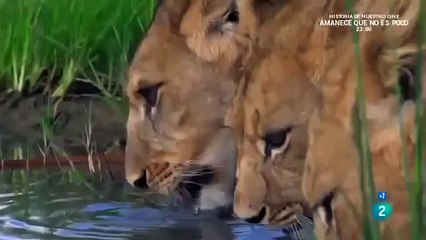 Leones en África: Cazadores de la Sabana"