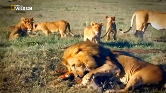 Avispones Gigantes: Todo lo que Necesitas Saber sobre Estos Intrigantes Animales