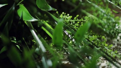 Oliver Sacks: His Own Life | movie | 2020 | Official Trailer