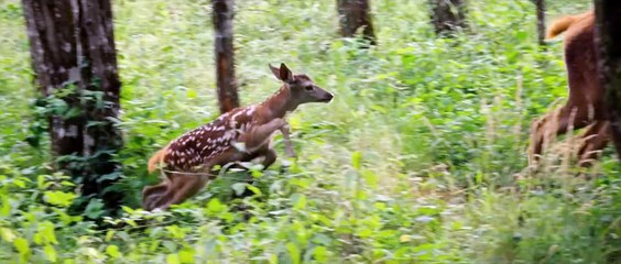 Bambi: Uma Aventura na Floresta | movie | 2025 | Official Trailer