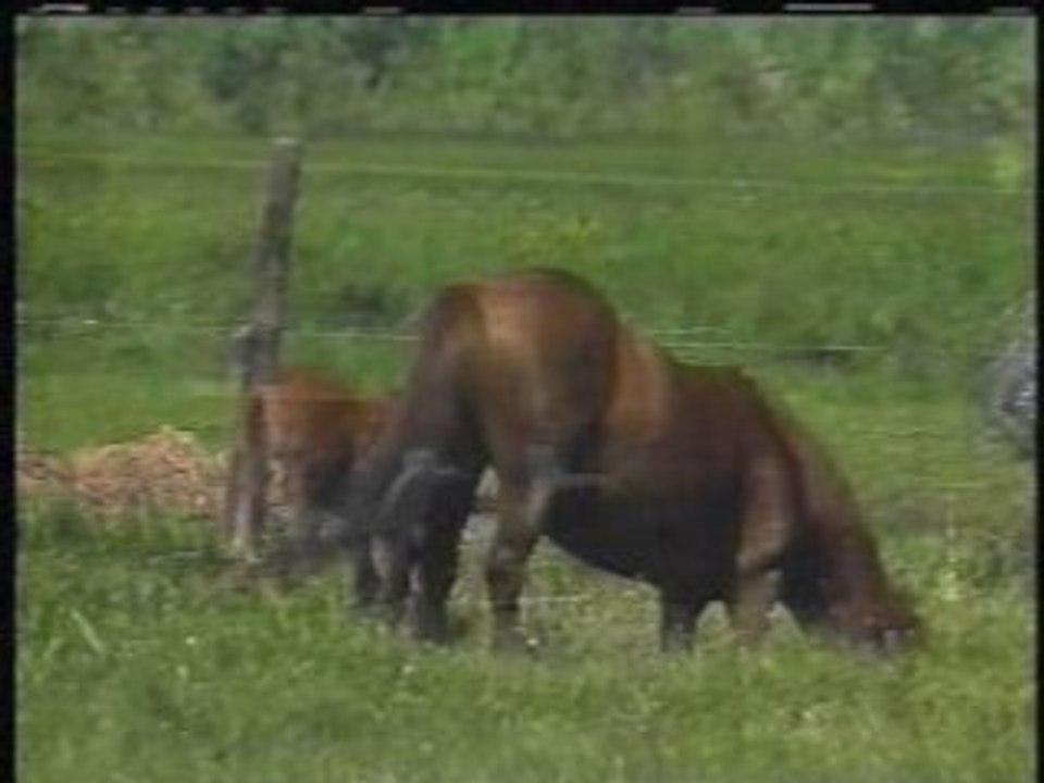 LE PETIT ZOO_2