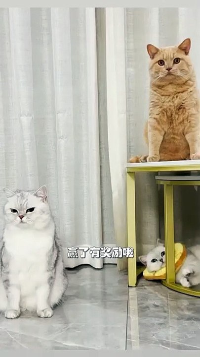 Welpe entdeckt Schnee! 20250306