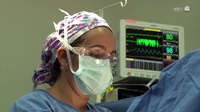 Trasplantes de órganos animales a humanos, un hito en la medicina moderna