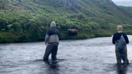 Alaskan Brown Bear Jumps Into River and Catches Char Fish