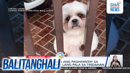 Aso, kinagigiliwan ang paghihintay sa fur mom na bumili lang pala sa tindahan | Balitanghali