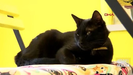 DİKKAT! Evcil hayvanlara kimlik için ek süre