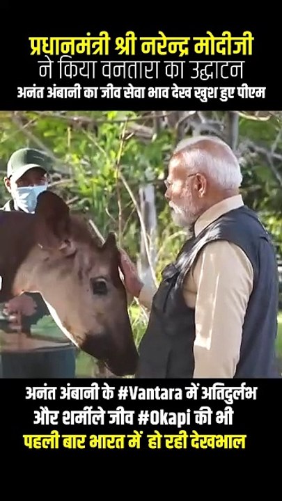 अनंत अंबानी के वनतारा में अतिदुर्लभ और शर्मीले जीव #okapi की खूबसूरत तस्वीरें