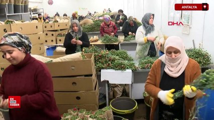Avrupalı kadınların çiçeği Antalya'dan: 75 milyon dal çiçek ihraç edildi