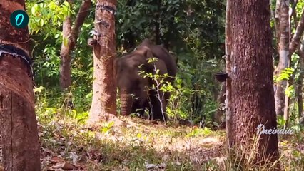 അതിരപ്പളളിക്ക് പിന്നാലെ കണ്ണൂരിലും മയക്കുവെടിവെച്ച ആന ചരിഞ്ഞു | Kannur Injured Elephant Died