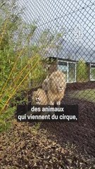 Vis ma vie de véto pour tigres !