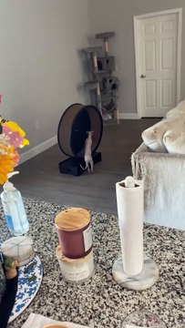 Cat Spins Wheel Using Only Front Paws