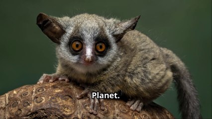 Why Is This Cute "Bush Baby" Banned In Most US States ?